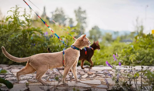 Cat harness leash set escape - harness,