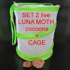Luna moth (Saturniidae, Actias