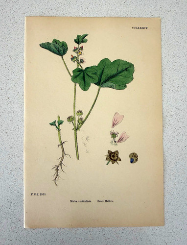 Antique botanical print malva - print,