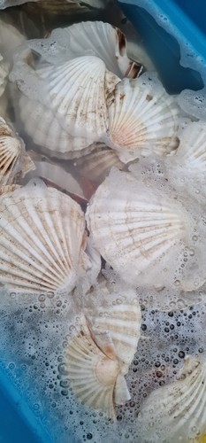 Scallop shells pack 50 - scallop,
