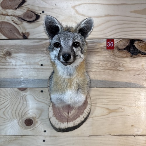 Authentic grey fox - ❤️authentic,