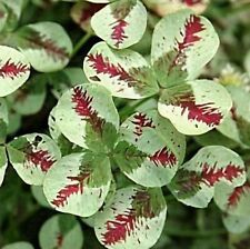 Trifolium Repens Plug Plants Dragon'S Blood Garden Hardy Perennial, Pack of 3