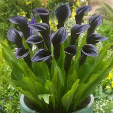 Pretty Imported Calla Lily Black Pack of 2 Bulbs