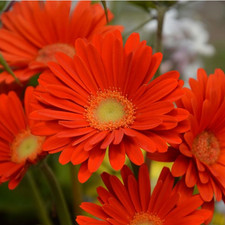 Gerbera Garvinea® 'Sweet