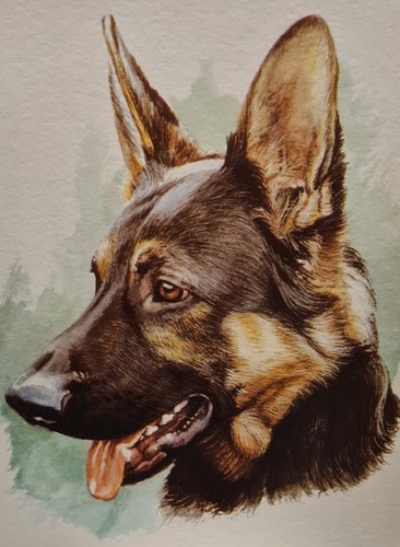 Lovely german shepherd - german,