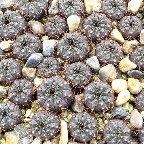 Frailea asterioides - frailea,