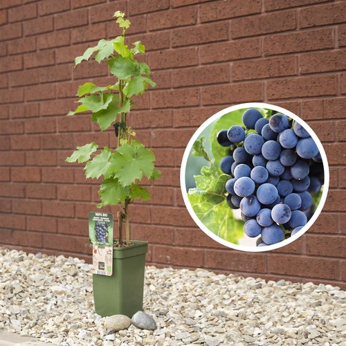Outdoor grape standing garden - outdoor,
