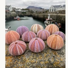 Natural sea urchin shell -