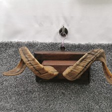 Taxidermy Rams Horns mounted on  wood plaque 