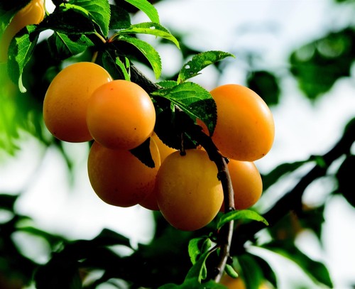 Prunus mirabelle nancy plum - mirabelle,