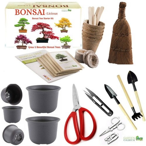 Bonsai tree kit grow your - tree,