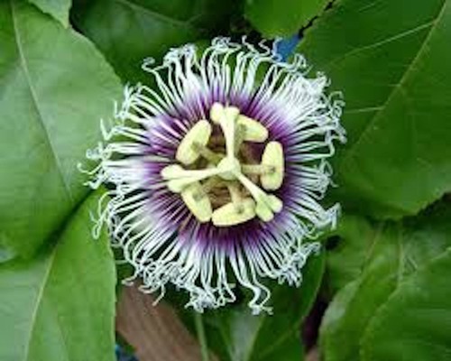 Purple passion fruit - passion,