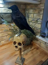 Taxidermy Carrion Crow (Corvus corone) Mounted On Faux Skull  