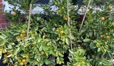 1 Rooted 2”-3” Calamansi