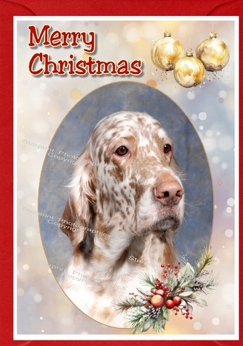 English setter dog - english, a6