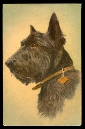 Scottish terrier scottie dog - terrier,