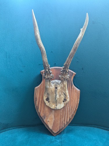 Vintage roe deer antlers - deer, on