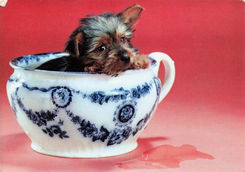 Yorkie dog teacup vintage - a,
