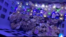 Sump Rubble Marine REEF aquarium CURED  live rock