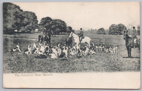 The bramham moor - bramham, hounds