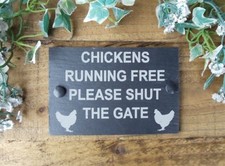 Chickens running free - chickens,