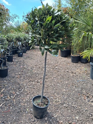 Laurus nobilis 150cm lollipop - nobilis,