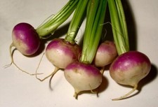 TURNIP - MILAN PURPLE - 4