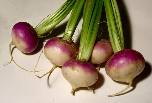 Turnip milan purple 4 - -,