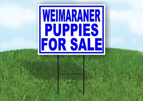 Weimaraner puppies for sale - for,