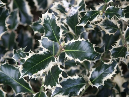 Variegated holly ilex - variegated,