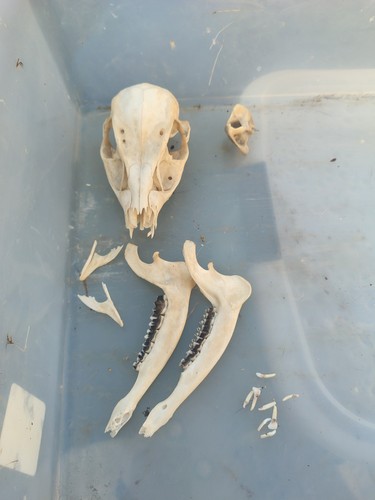 Muntjac doe skull taxidermy - muntjac,