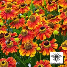 ORANGE HELENIUM SEEDS HERBACIOUS PERENNIAL FLOWER  GOOD POLLINATOR - 80 SEEDS