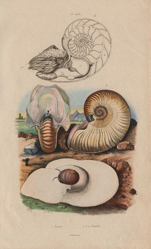 Molluscs natice euspira - molluscs.,