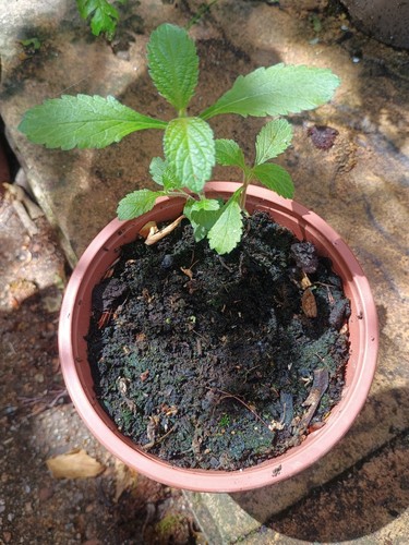 Verbena bonariensis - verbena,