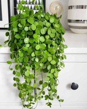 Peperomia Hanging Rotundifolia Trailing Jade Easy Growing House Plant 6cm pot