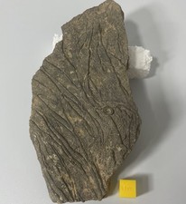 Crinoid Fossil Rich Slab