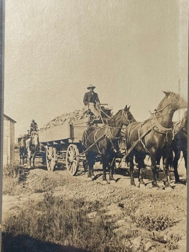 Antique early horse - early, horse-drawn