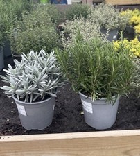 2 Large Herb Plants –