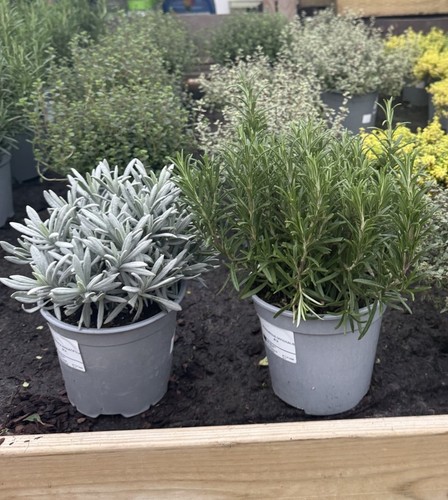 Large herb plants - herb, –