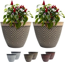 SG Traders Starry Sky Plant