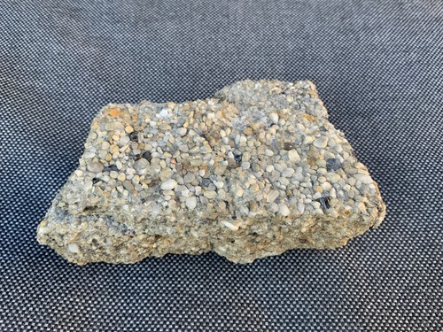 Course sandstone fossil fish - sandstone,