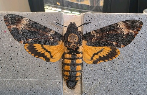 Acherontia atropos death - atropos,