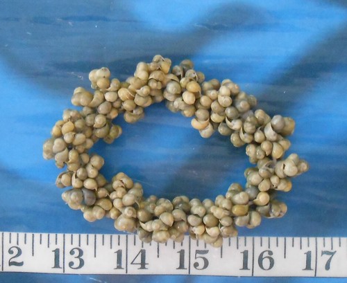 Mongo snail shells - snail, ~