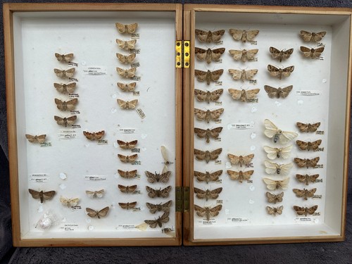 Store box british moths - of,