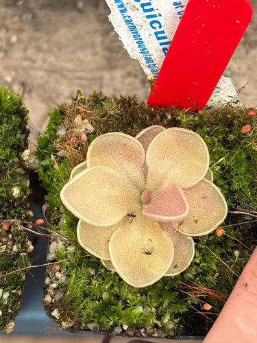 Pinguicula bailey - pinguicula,