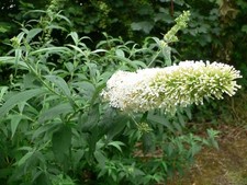 Buddleja Davidii White Profusion Buddleia Butterfly Bush Shrub | 17cm/2L