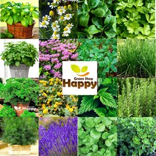 ?Herb Seeds - Melissa Basil Thyme Chives Dill Parsley Indoor Outdoor 53 species