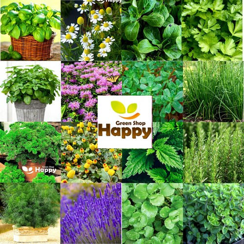 Herb seeds melissa basil - melissa,