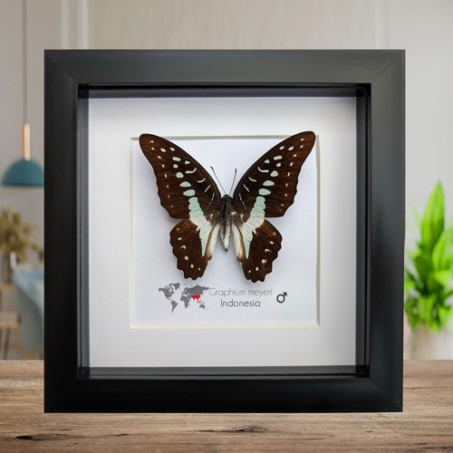 Framed meyer swallowtail - framed,
