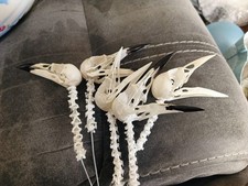 Articulated Crow Skulls